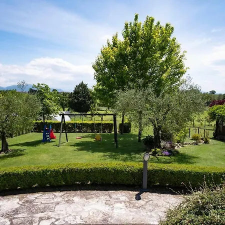 Pino Cedro